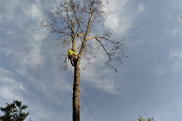 bonilla-expert-cutting-a-tall-tree