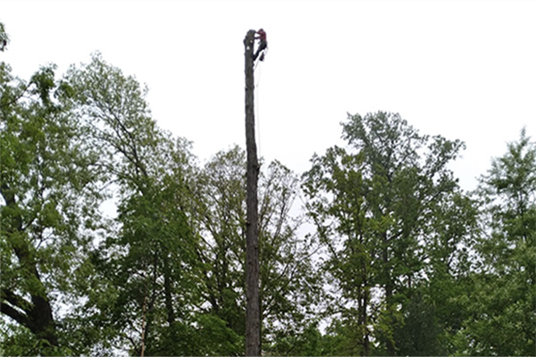 cutting-down-tall-tree.jpg cutting-down-tall-tree.jpg