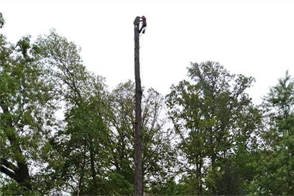 cutting-down-tall-tree.jpg