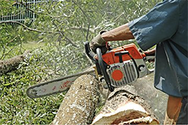 cutting-tree-branches