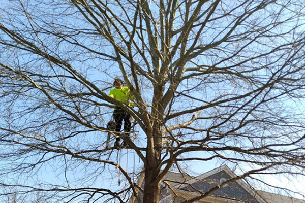 getting-ready-to-do-trimming-and-thinning-a-tree