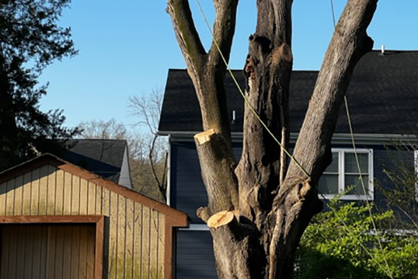 removing-a-dead-tree-on-the-front-yard