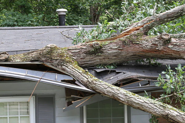 large-white-oak-tree-punctures-roof-on-house