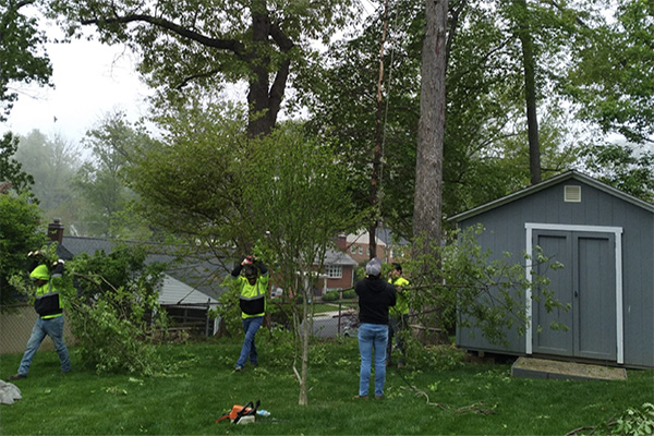 yard-cleanup-work